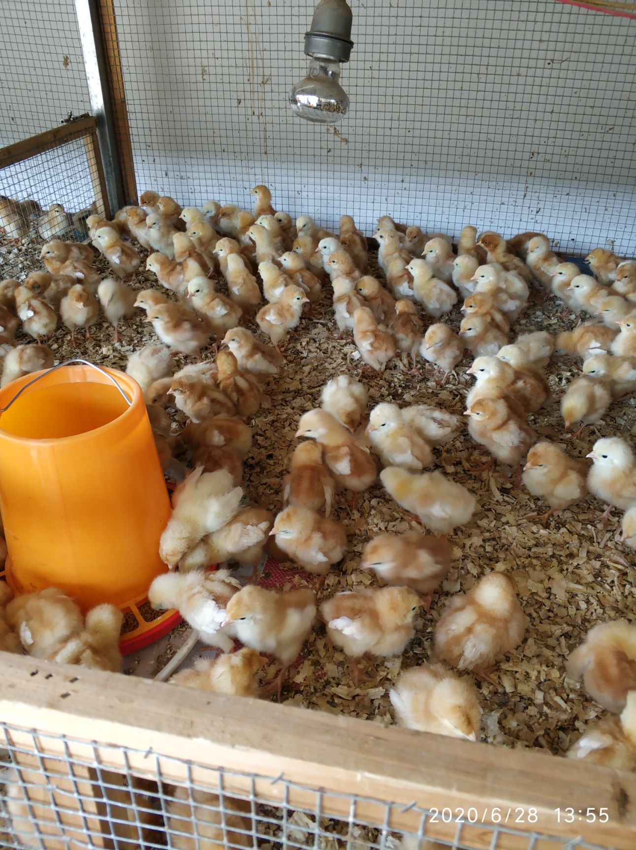 [蛋鸡苗批发]年产蛋达300枚的高产蛋鸡苗,海兰褐蛋鸡苗,包疫苗运输