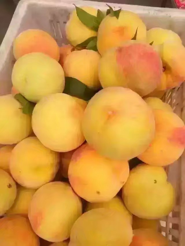  安徽省砀山县黄桃品质好，是罐头加工和鲜果销售的！