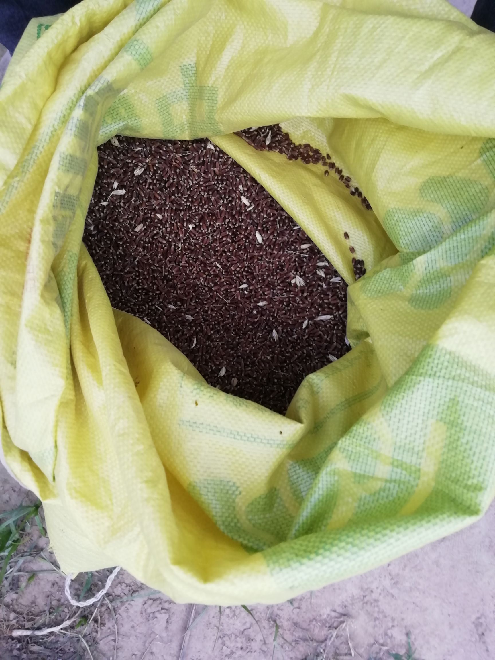 兰考县帅绿田黑紫小麦，是富硒小麦，高出白色小麦18%的氨基酸花青素