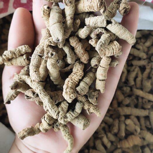 鄄城县【文斌药业】巴戟天。优质巴戟药材 支持快递整车专线运输