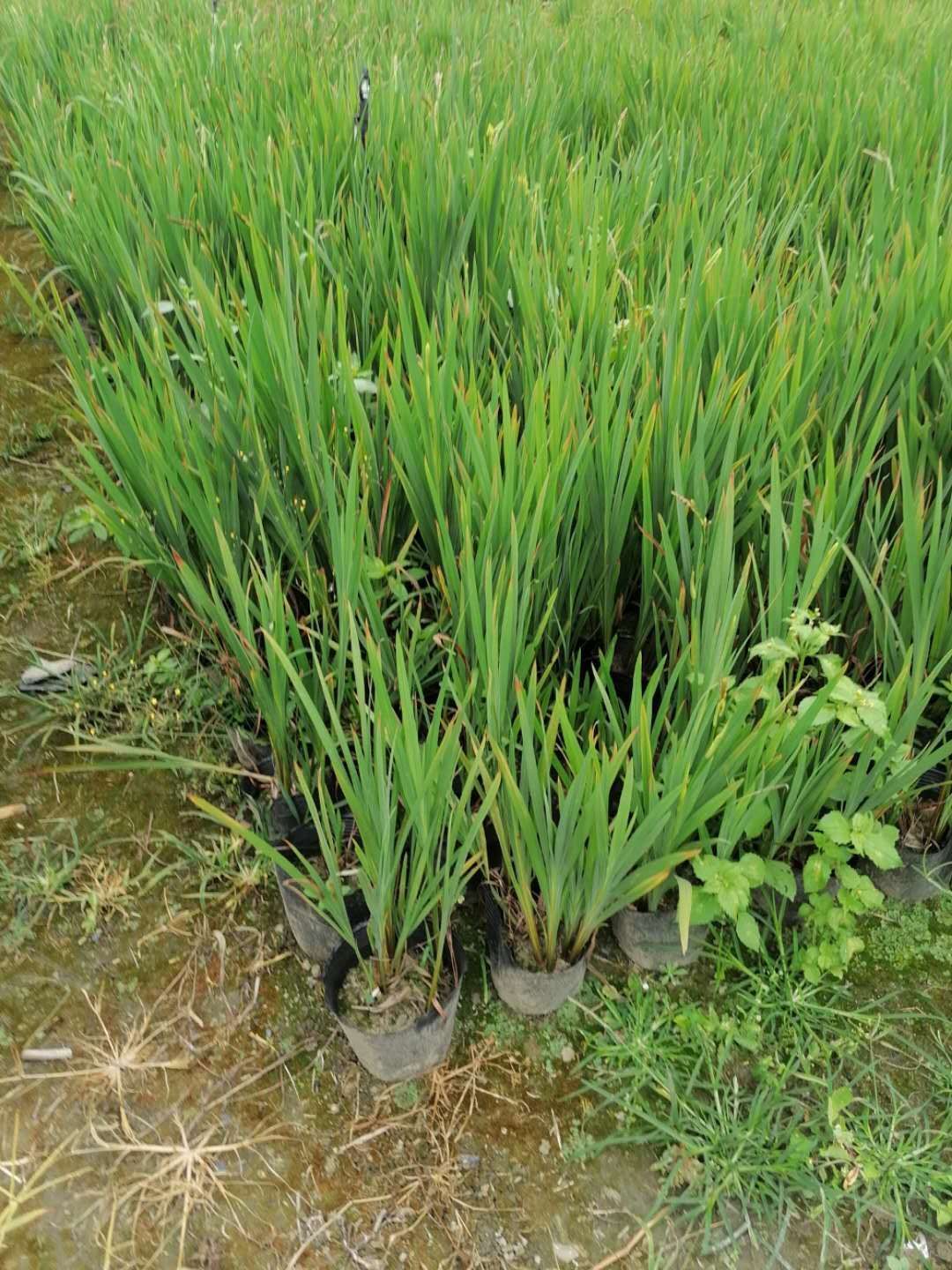  黄菖蒲杯苗/地苗 水生黄菖蒲 旱生黄菖蒲 规格齐全