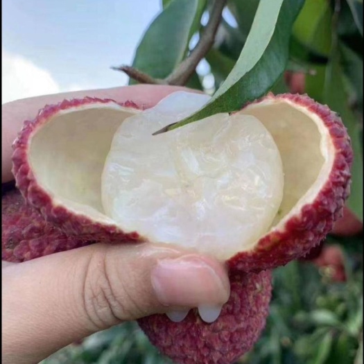 东莞市无核荔枝