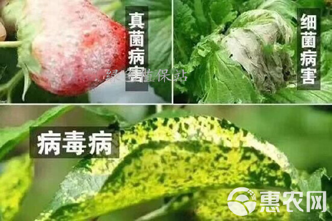 50%氯溴异氰尿酸杀菌剂番茄青枯病 柑橘溃疡病 魔芋软腐病等