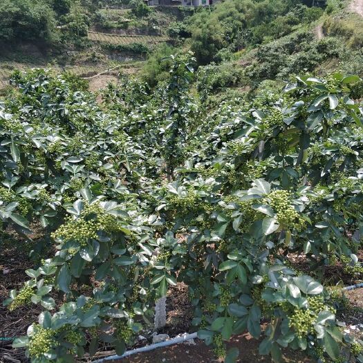 华坪县 云南精品青花椒