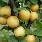 中江县 翠冠梨