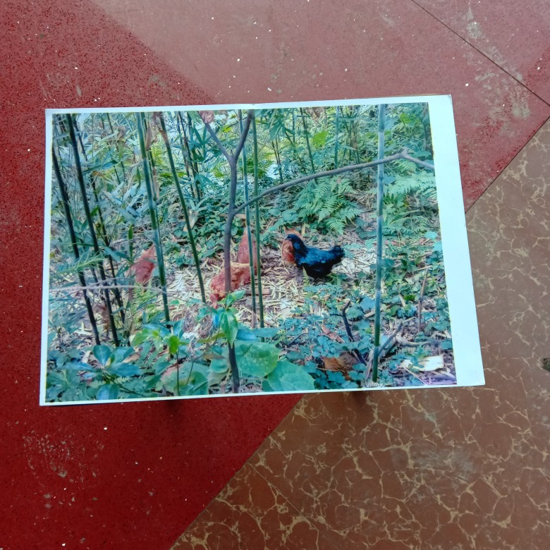 蛋鸡  黑羽土鸡