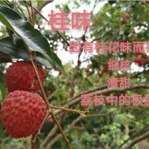 广州 广州从化特产桂味荔枝现摘现发新鲜皮薄肉爽清甜可口岭南佳果