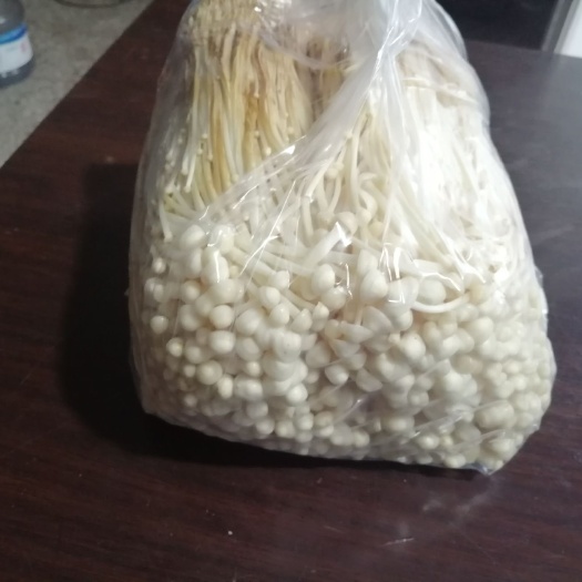 丰县 黄金针菇（新鲜现货），一级未开伞