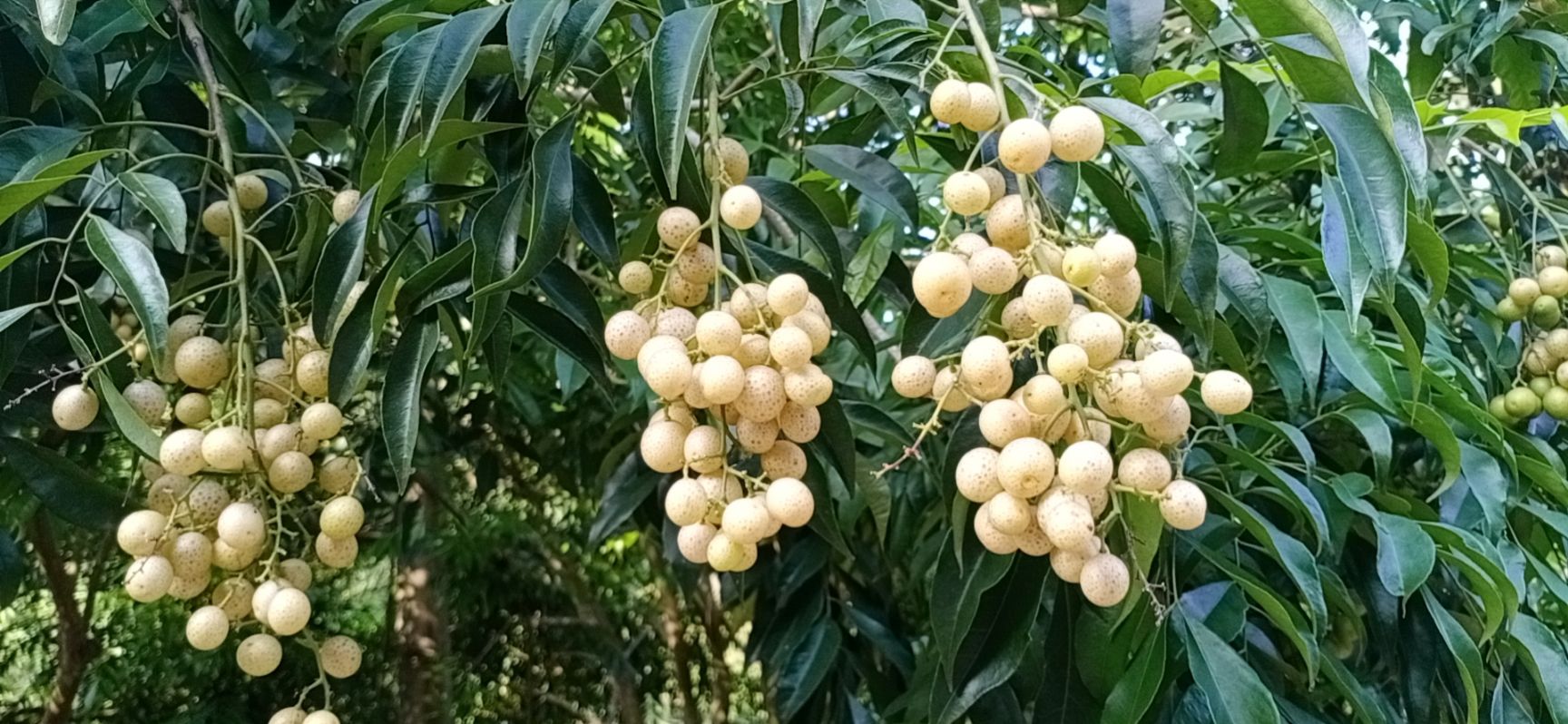 山黄皮
