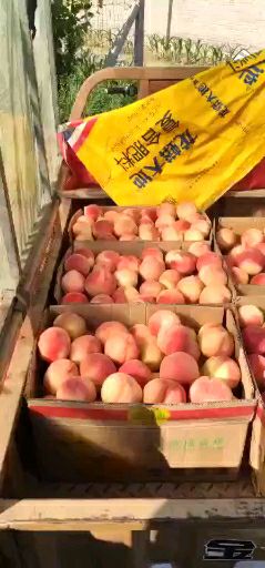  精品红不软毛桃，产地直销