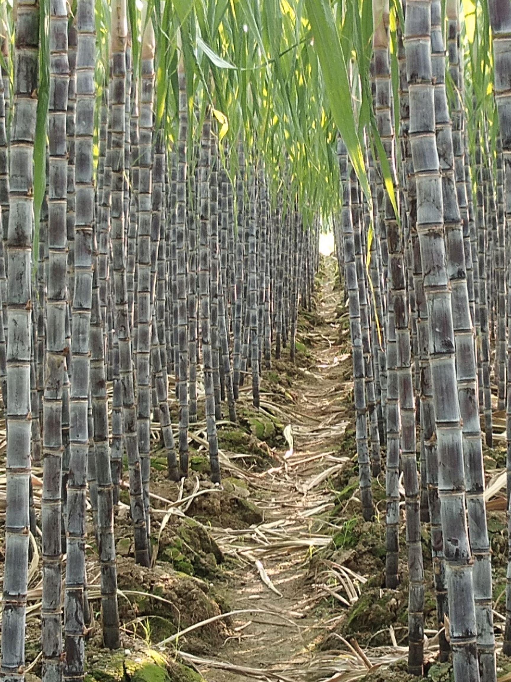 甘蔗大量供应广西龙州县精品黑皮果蔗