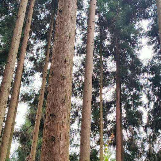 水富市木材  杉木