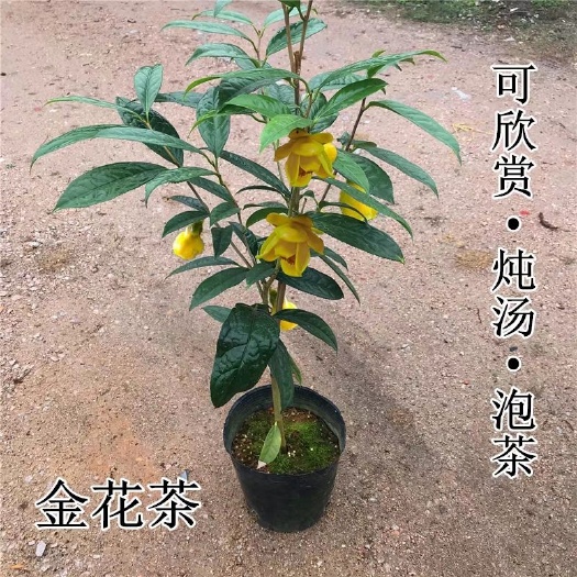 漳平市茶花苗  防城防普金花茶盆栽花苗，福建基地直销带盆发货