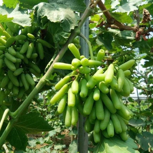 泰安 葡萄苗，2年甜蜜蓝宝石葡萄苗做果壮