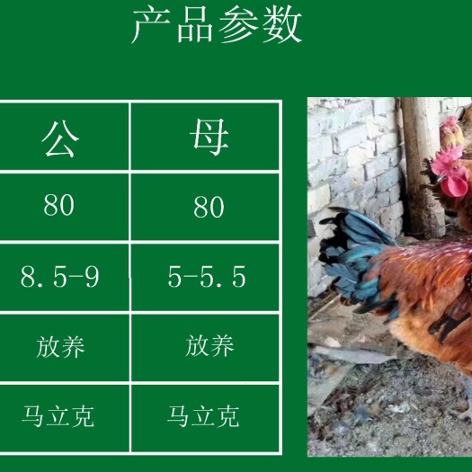 南宁孵化场批发价青脚麻鸡苗，包疫苗运输成活