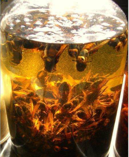 盐津县胡蜂蛹 云南滇东乌蒙地区纯自种玉米酿造的包谷酒泡活虎头蜂酒
