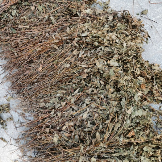 今年鱼腥草干新货野生天然晒干无硫产品凉茶主料