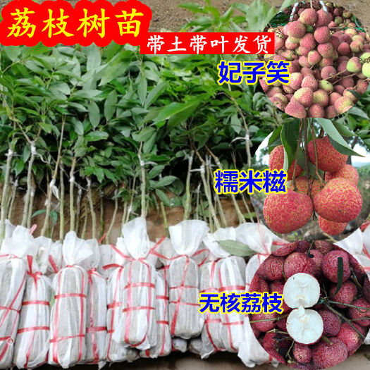 灵山县 荔枝树苗无核荔枝苗妃子笑荔枝苗当年结果糯米糍荔枝苗桂味荔枝苗