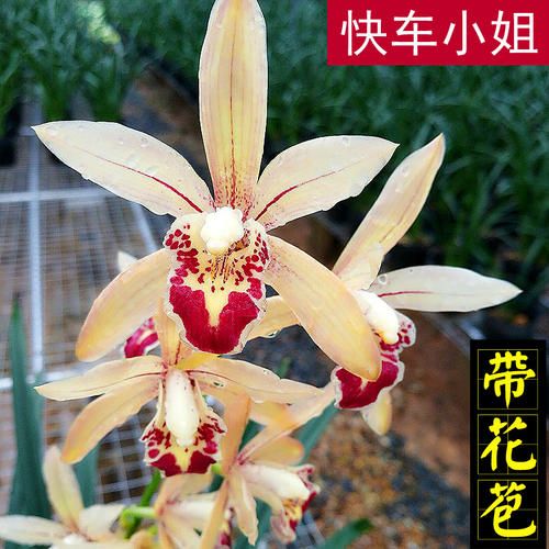  兰花苗色花浓香建兰快车小姐