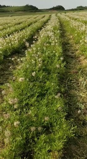 柳河县白头翁种苗 白头翁种子白头翁威灵仙出售中，期待有缘老板