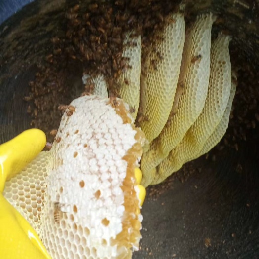 仁化县深山林的纯正野蜂蜜