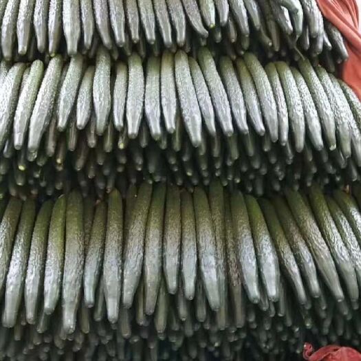 邯郸精品黄瓜