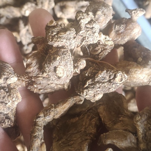 盐源县甜黄精