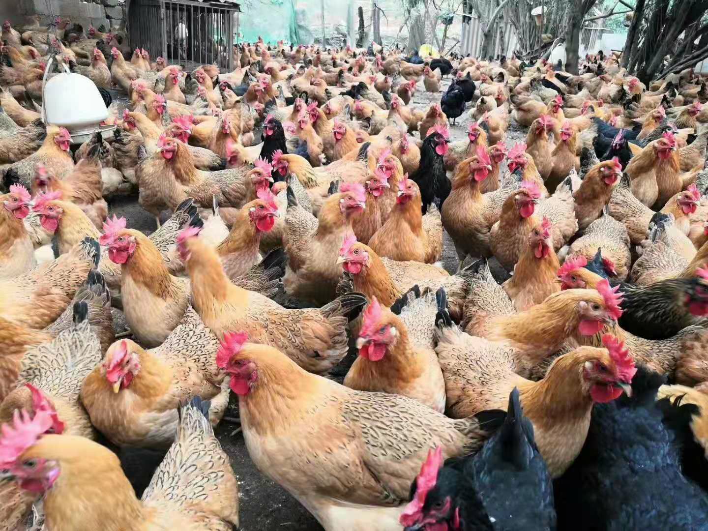  广西灵山土鸡苗孵化场直销包疫苗运输成活