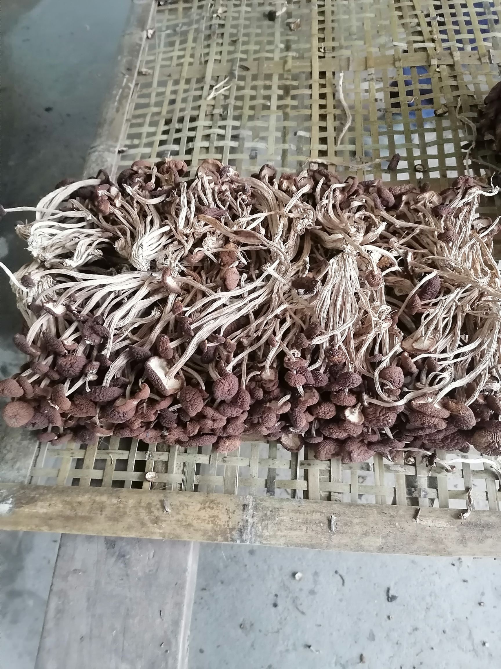  新货广昌五号茶树菇 干货