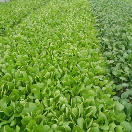 成都 精品小白菜需要的老板赶快联系