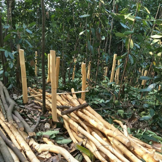 德庆县普通桂皮  产地直销2020干桂皮，没放任何添加剂一手货源，价格实惠。