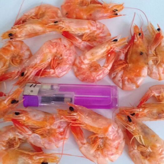 青岛烤虾干 田横海捕虾