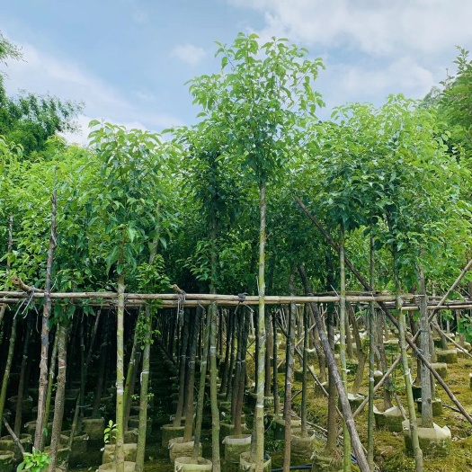 广州 香樟