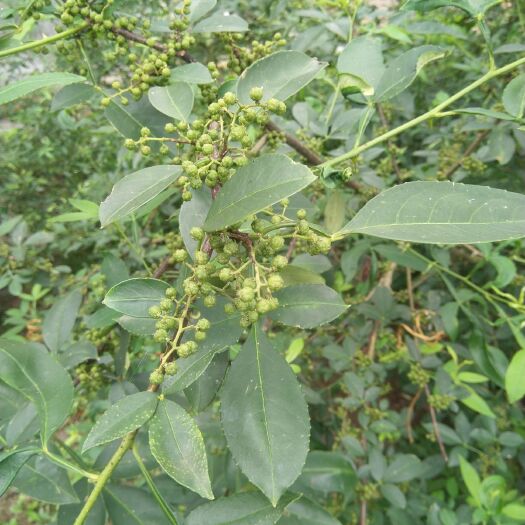 三都县九叶青花椒 一级 干花椒