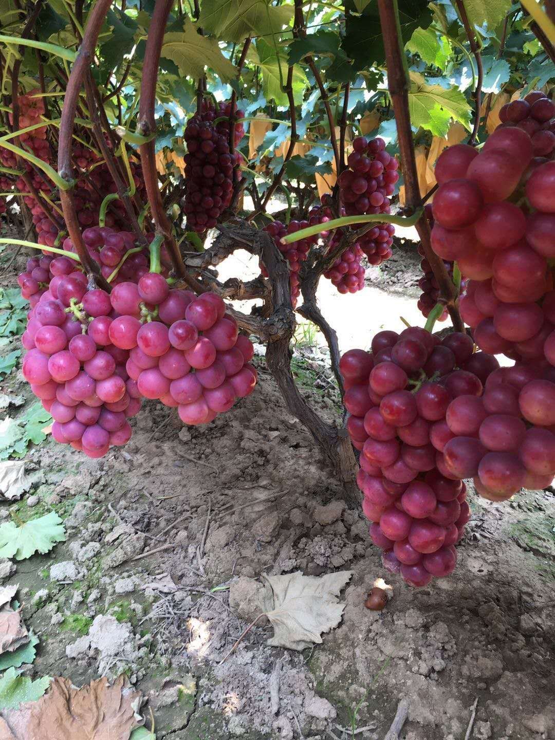 精品巨峰葡萄