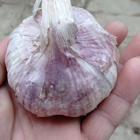 大名县红皮大蒜 混级统货