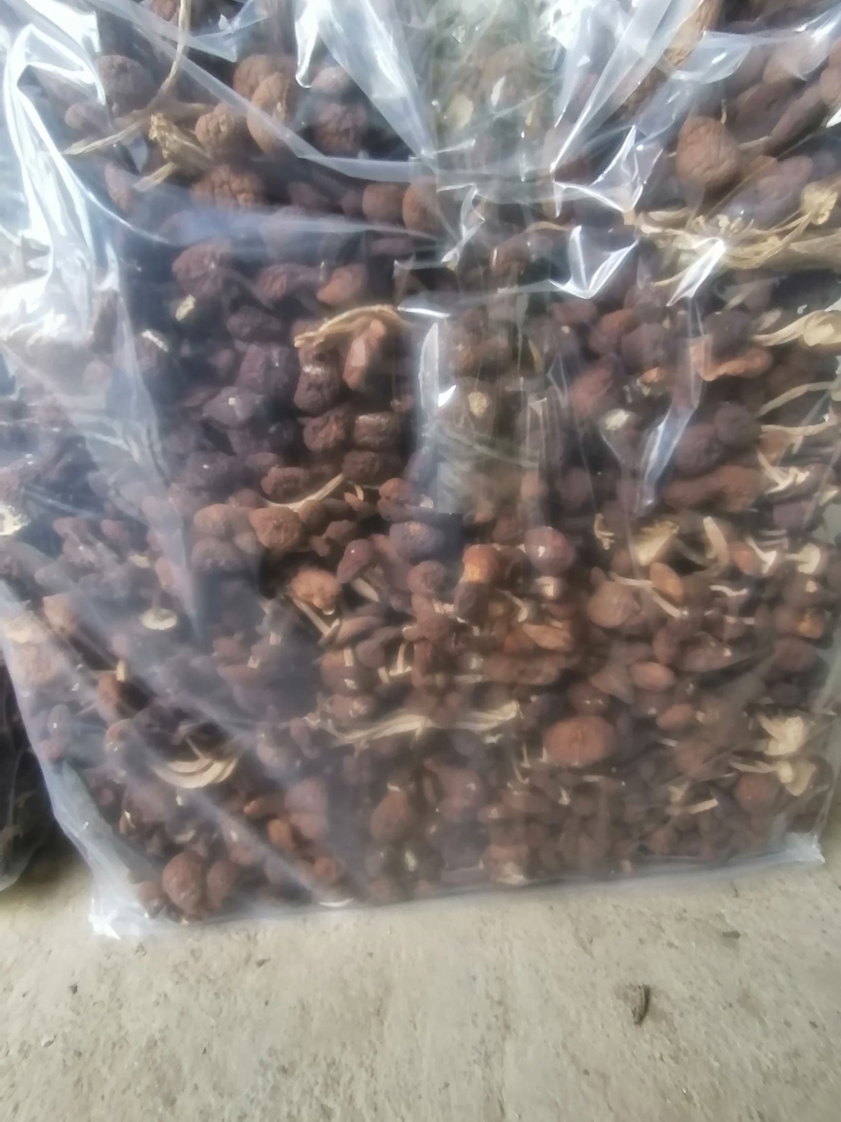  新货广昌五号茶树菇 干货