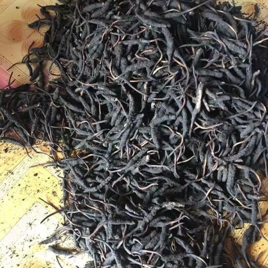 松潘县阿坝虫草