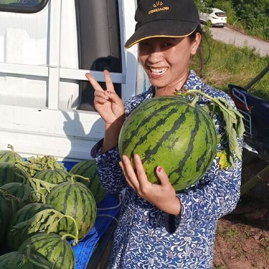 平昌县 露天冰糖西瓜