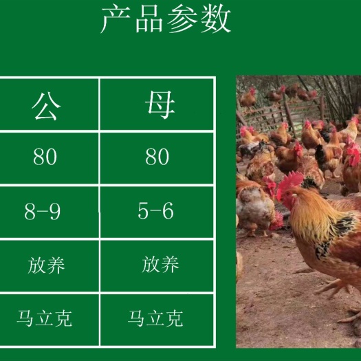 南宁 孵化场包邮包疫苗快大k9 901鸡苗
