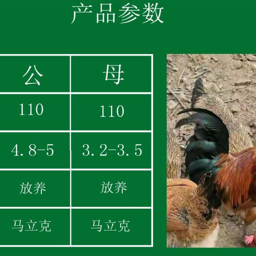  孵化场批发价遥鸡苗，包疫苗运输成活