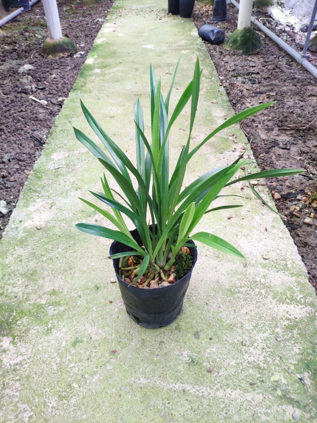  兰花苗浓香兰花黄金小神童