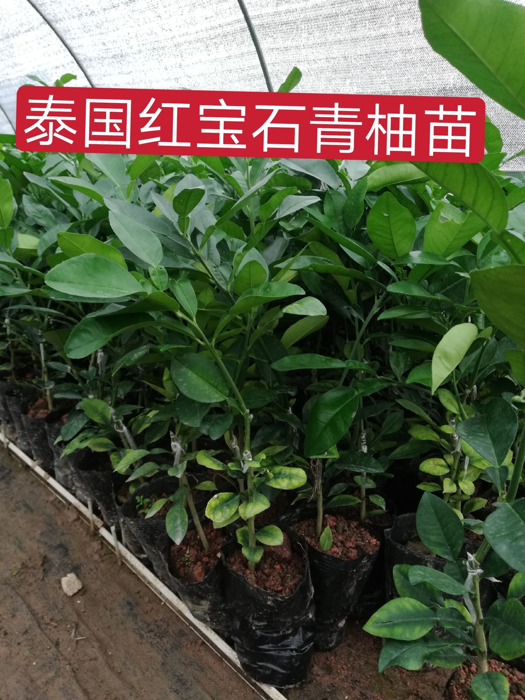 泰国红宝石柚苗 泰国红宝石无籽青柚苗四季结果包邮