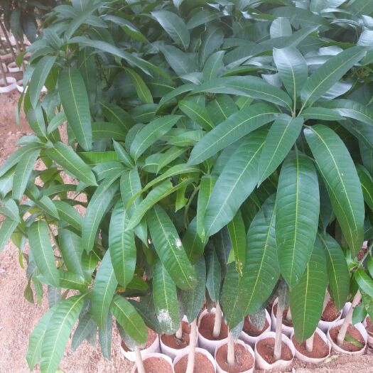 灵山县凯特芒果苗  贵妃芒果苗 桂七芒果苗 台农芒果苗 金煌芒果苗 灵山果苗