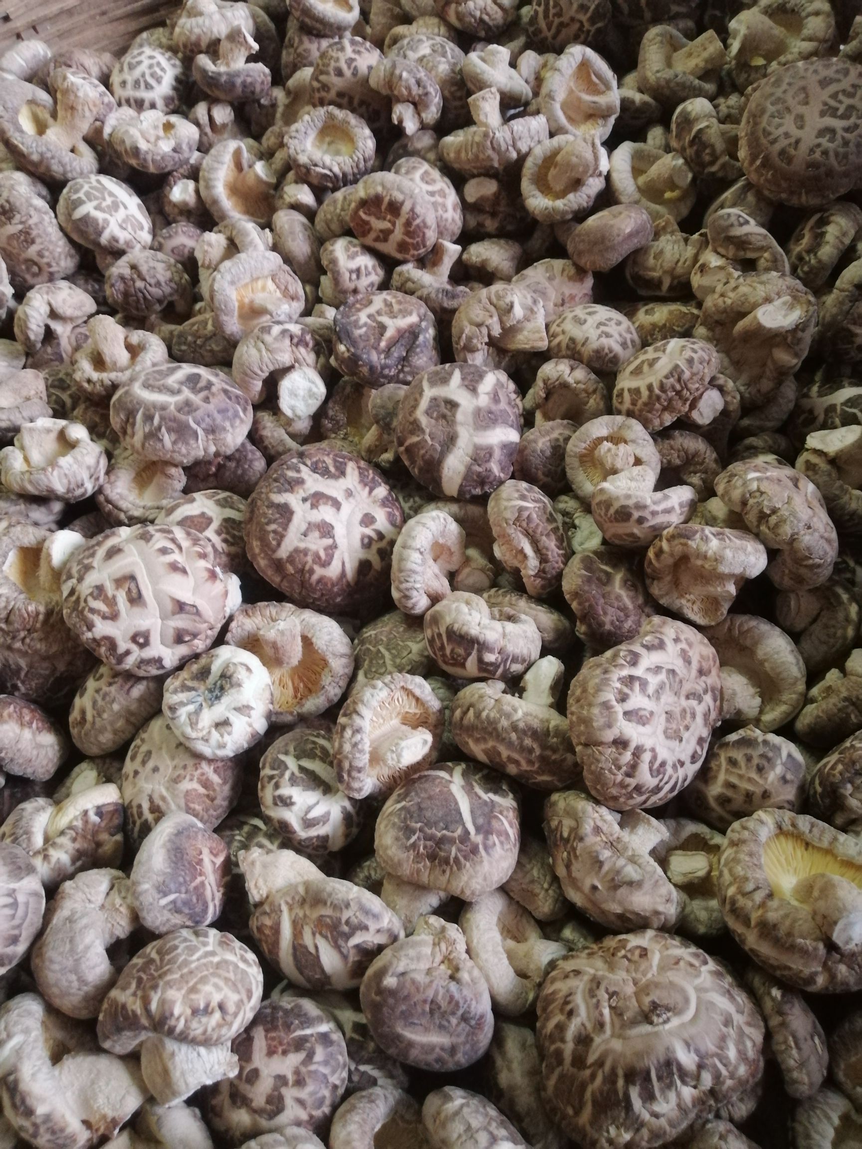 包邮冬菇精选厚肉冬花菇自种植干香菇剪脚/未剪脚任选可视频看货