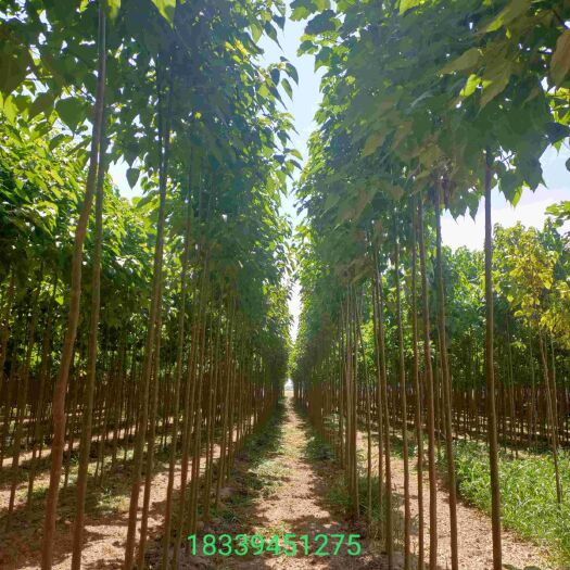 周口 河南楸树基地直供1-30公分楸树，梓树批量价优