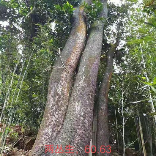 宜宾 小叶樟