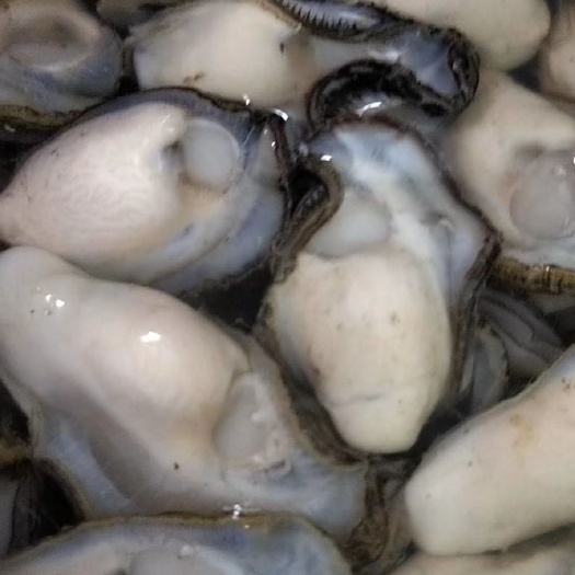 文昌市汫洲大蚝 海水 5-6两/只 鲜活水产