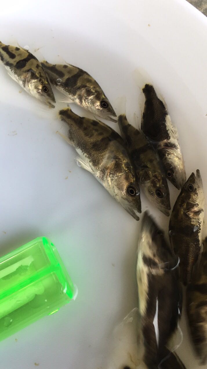 〈鱼苗〉鳜鱼苗，生长速度快，一般养4至5个月可上市。