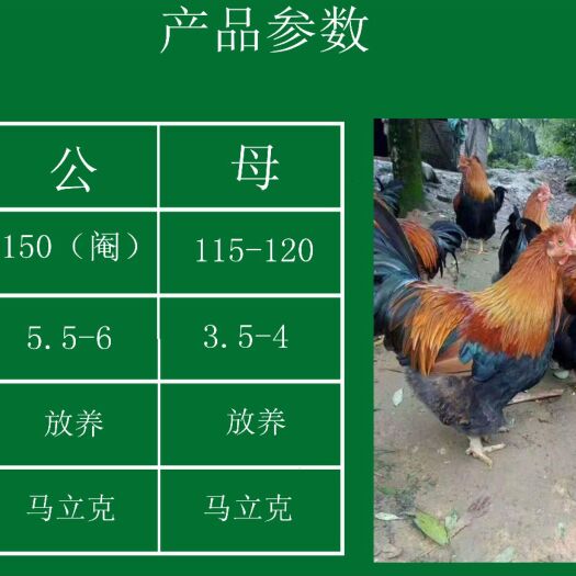  孵化场批发价清远麻鸡苗，包疫苗运输成活